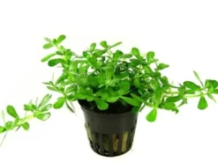 Tropica PCS Pot Bacopa Compact x 3 Akvarieplanter