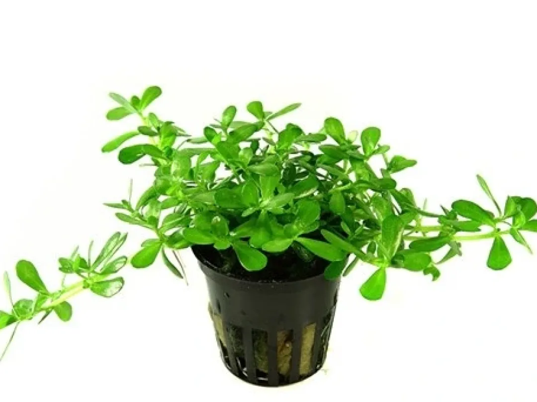 Tropica PCS Pot Bacopa Compact x 3 Akvarieplanter