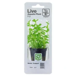 Tropica PCS Pot Bacopa Compact x 3 Akvarieplanter
