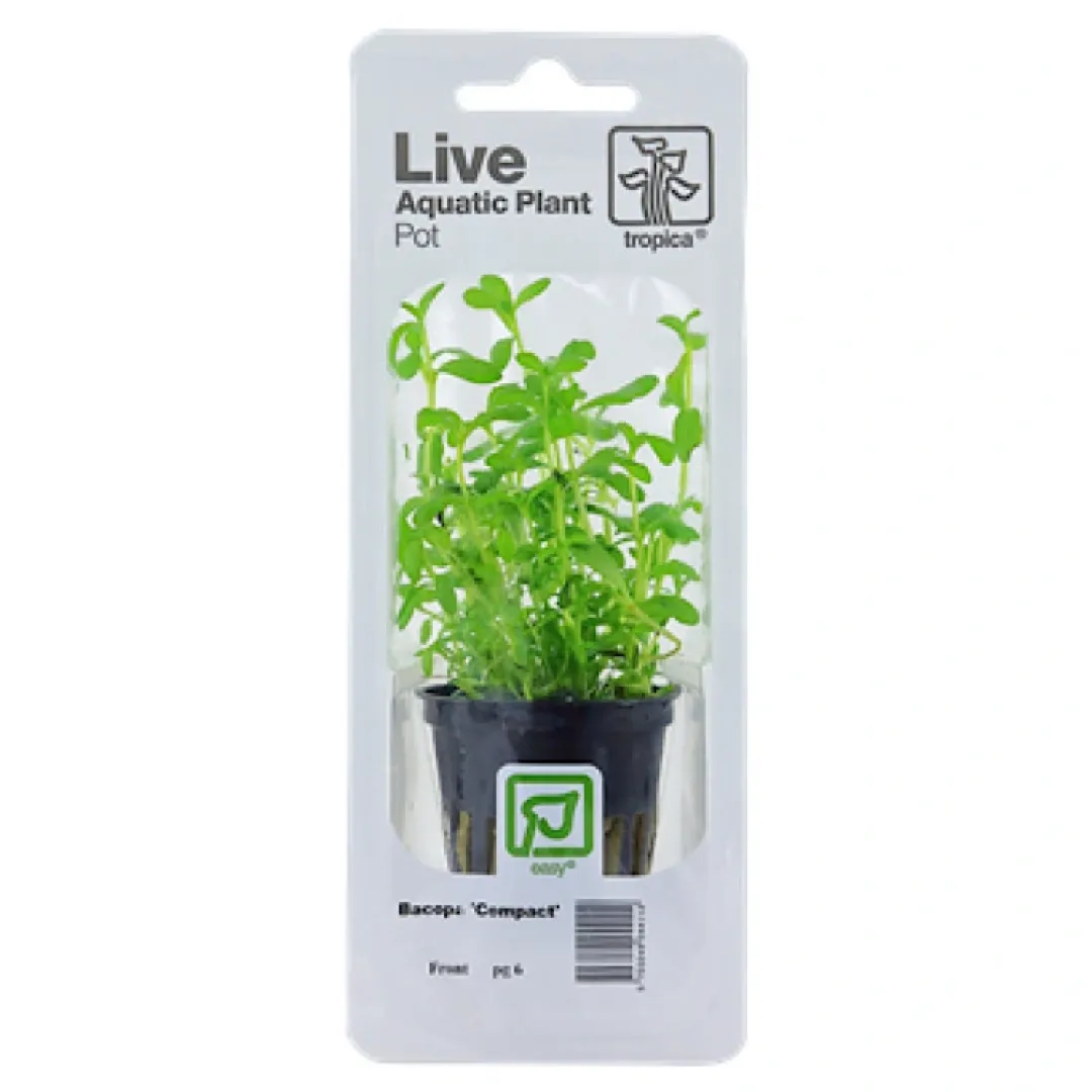 Tropica PCS Pot Bacopa Compact x 3 Akvarieplanter