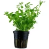 Tropica PCS Pot Bacopa monnieri Compact x 3 Akvarieplanter