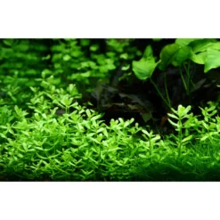 Tropica PCS Pot Bacopa monnieri Compact x 3 Akvarieplanter