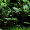 New Tropica PCS Pot Cryptocoryne beckettii Petchii x 3 Akvarieplanter
