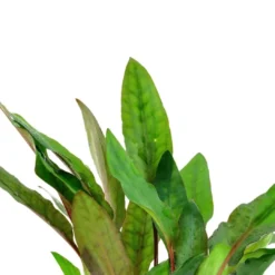 New Tropica PCS Pot Cryptocoryne beckettii Petchii x 3 Akvarieplanter