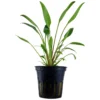 New Tropica PCS Pot Cryptocoryne x willisii x 3 Akvarieplanter