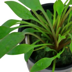 New Tropica PCS Pot Cryptocoryne x willisii x 3 Akvarieplanter