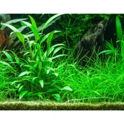 New Tropica PCS Pot Cryptocoryne x willisii x 3 Akvarieplanter