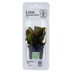 Tropica PCS Pot Echinodorus Reni x 3 Akvarieplanter