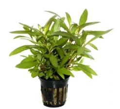 Clearance Tropica PCS Pot Hygrophila Siamensis 53B x 3 Akvarieplanter
