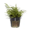 New Tropica PCS Pot Lilaeopsis brasiliensis x 3 Akvarieplanter
