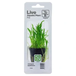 New Tropica PCS Pot Lilaeopsis brasiliensis x 3 Akvarieplanter