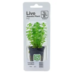 Tropica PCS Pot Limnophila sessiliflora x 3 Akvarieplanter