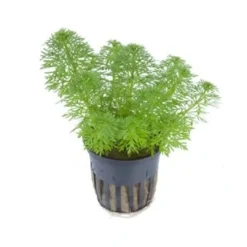Tropica PCS Pot Limnophila sessiliflora x 3 Akvarieplanter