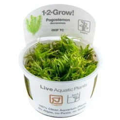 Best Tropica Pogostemon deccanensis 1-2-GROW x 3 Akvarieplanter
