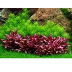 Best Tropica Pogostemon deccanensis 1-2-GROW x 3 Akvarieplanter