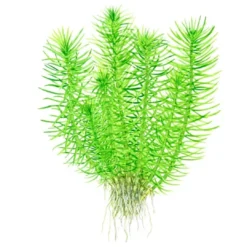Best Tropica Pogostemon deccanensis 1-2-GROW x 3 Akvarieplanter