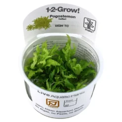 Best Tropica Pogostemon Helferi 1-2-GROW Akvarieplanter