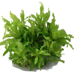 Best Tropica Pogostemon Helferi 1-2-GROW Akvarieplanter