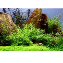 Best Tropica Pogostemon Helferi 1-2-GROW Akvarieplanter