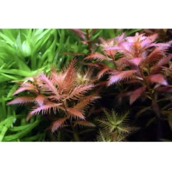 Clearance Tropica Proserpinaca palustris 1-2-GROW x 3 Akvarieplanter