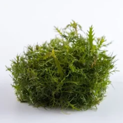 Clearance Tropica Proserpinaca palustris 1-2-GROW x 3 Akvarieplanter