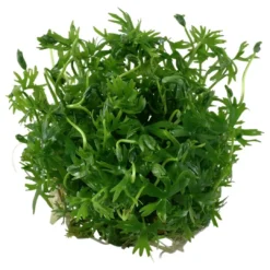 Hot Tropica Ranunculus inundatus 1-2-GROW Akvarieplanter