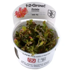 Best Tropica Rotala macrandra Japan 1-2-GROW x 3 Akvarieplanter