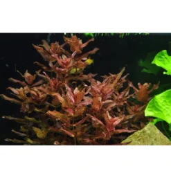 Best Tropica Rotala macrandra Japan 1-2-GROW x 3 Akvarieplanter