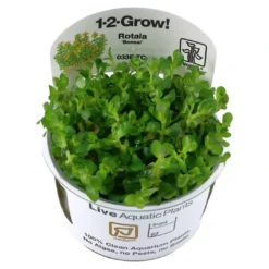 Online Tropica Rotala sp. bonsai 1-2-GROW x 3 Akvarieplanter