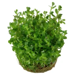 Online Tropica Rotala sp. bonsai 1-2-GROW x 3 Akvarieplanter