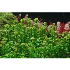 Online Tropica Rotala sp. bonsai 1-2-GROW x 3 Akvarieplanter