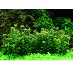 Online Tropica Rotala sp. bonsai 1-2-GROW x 3 Akvarieplanter