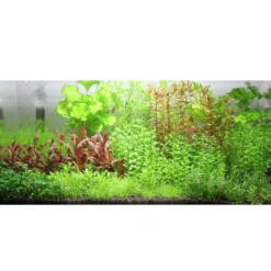 Online Tropica Rotala sp. bonsai 1-2-GROW x 3 Akvarieplanter