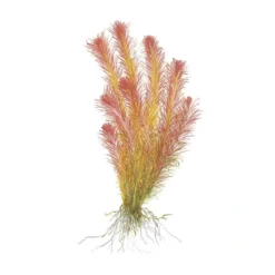 Best Tropica Rotala wallichii 1-2-GROW x 3 Akvarieplanter
