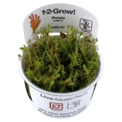 Best Tropica Rotala wallichii 1-2-GROW x 3 Akvarieplanter