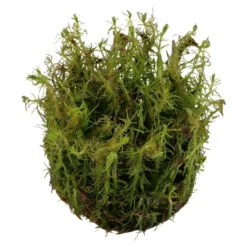 Best Tropica Rotala wallichii 1-2-GROW x 3 Akvarieplanter
