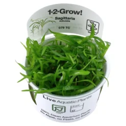 Best Tropica Sagittaria subulata 1-2-GROW Akvarieplanter