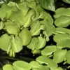 Best Tropica Salvinia Minima 1-2-GROW Akvarieplanter