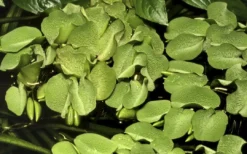 Best Tropica Salvinia Minima 1-2-GROW Akvarieplanter