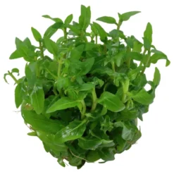 Best Tropica Staurogyne repens 1-2-GROW Akvarieplanter