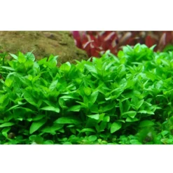 Best Tropica Staurogyne repens 1-2-GROW Akvarieplanter