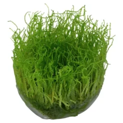 New Tropica Taxiphyllum barbieri 'Bogor Moss' 1-2-GROW Akvarieplanter