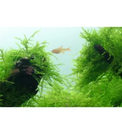 New Tropica Taxiphyllum barbieri 'Bogor Moss' 1-2-GROW Akvarieplanter