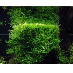 New Tropica Taxiphyllum barbieri 'Bogor Moss' 1-2-GROW Akvarieplanter