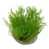 Hot Tropica Taxiphyllum sp. Flame 1-2-GROW Akvarieplanter