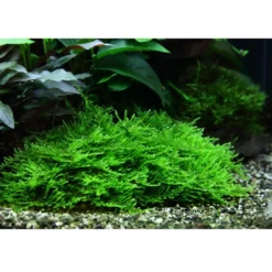 New Tropica Taxiphyllum Spiky 1-2-GROW Akvarieplanter|Terrarieplanter