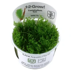New Tropica Taxiphyllum Spiky 1-2-GROW Akvarieplanter|Terrarieplanter