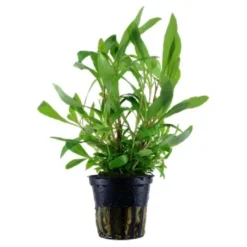 Online Tropica Ugens plante Akvarieplanter