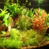 Sale Tropica Ugens sortimentskasse 160 stk Akvarieplanter