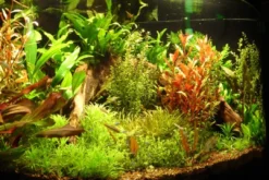 Sale Tropica Ugens sortimentskasse 160 stk Akvarieplanter